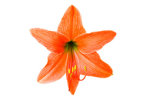 Orange lilly flower, a Nature Photo by Vapi