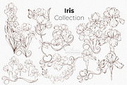 Iris Botanical Line Floral Vector, a Decorative Illustration by katmonne (Thumbnail 8 of 14)