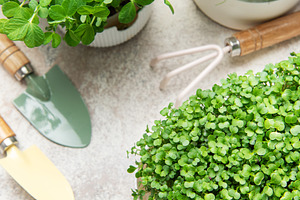 Growing fresh microgreens and sprouts with gardening tools, a Food & Drink Photo by Olena Rudo