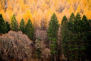 Pine Trees In Autumn, a Nature Photo by THP Creative
