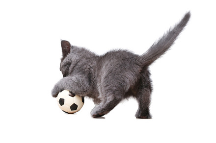 A small gray kitten plays with toy a soccer ball isolated on white background.