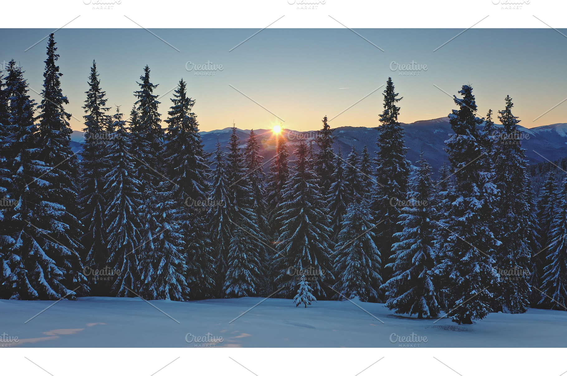 Sun shining through snowy pine trees, a Nature Photo by Goinyk
