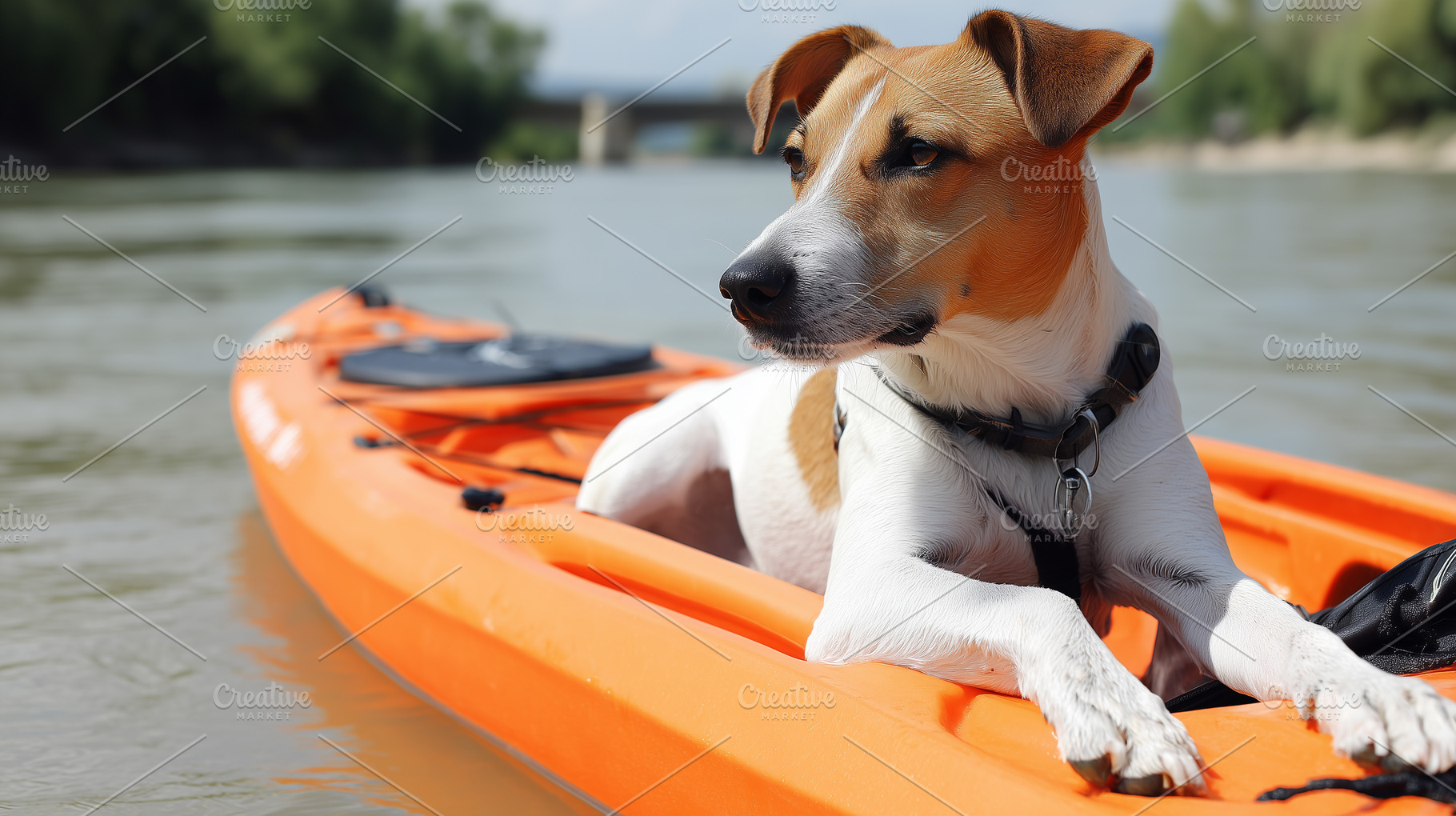 Adventure dog relaxing in kayak, an Animal Photo by MistyDay