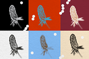 HERBARIA. Pressed Wildflower Scans, an Object Graphic by Schumacher Shop (Thumbnail 14 of 21)
