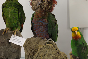 Red-fan parrot Deroptyus accipitrinus, an Animal Photo by Bepslabor