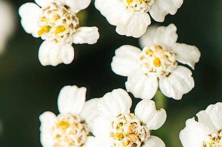 Asteraceae White Flower, a Nature Photo by Rob D