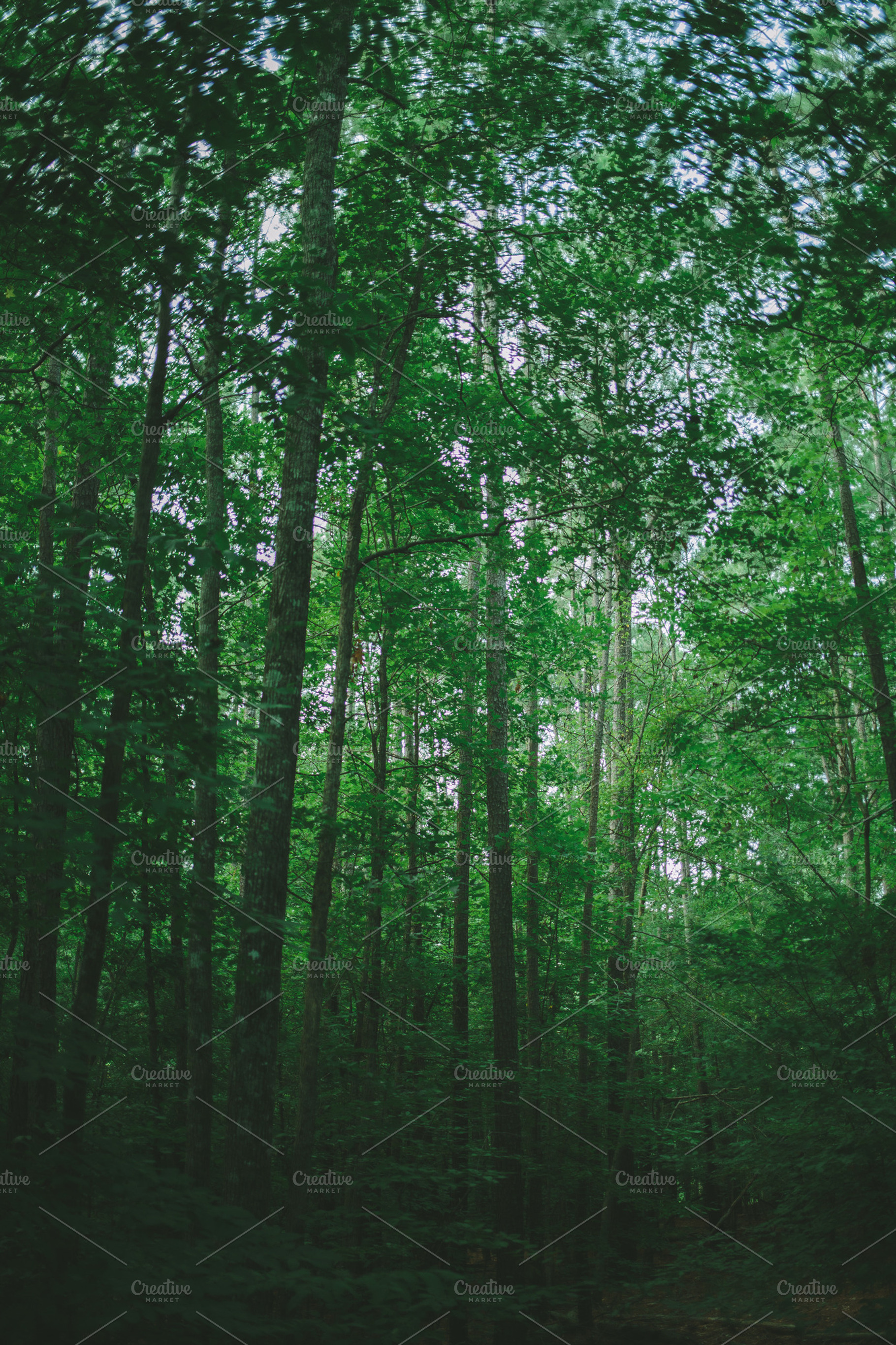 Into The Trees