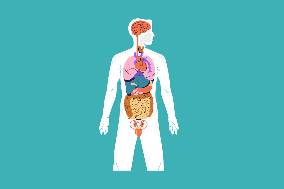 Male body anatomy, internal organs, a Healthcare Illustration by PaperTrident (Photo 4 of 4)