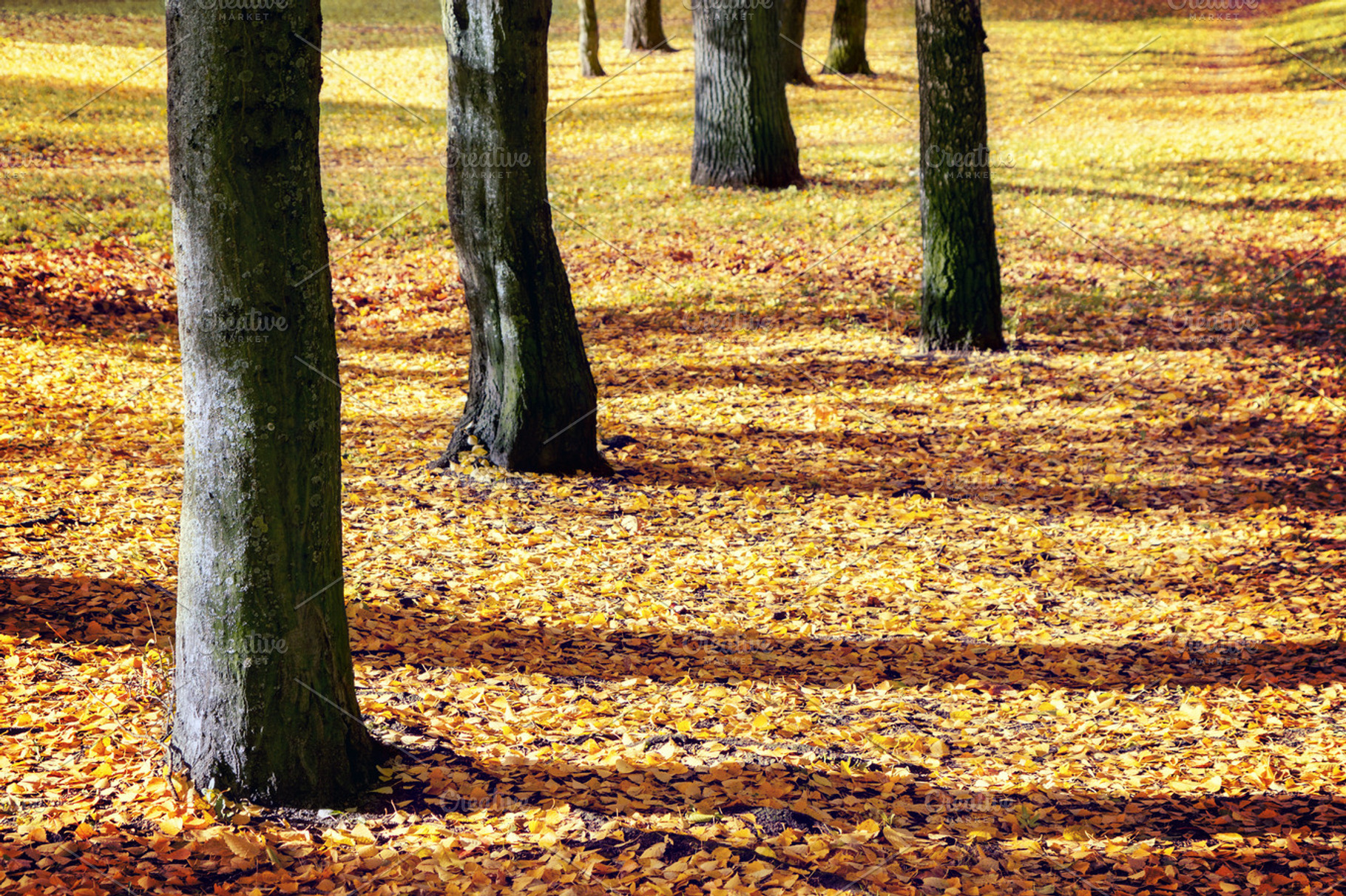 Tree trunks in autumn forest, a Nature Photo by BOOCYS