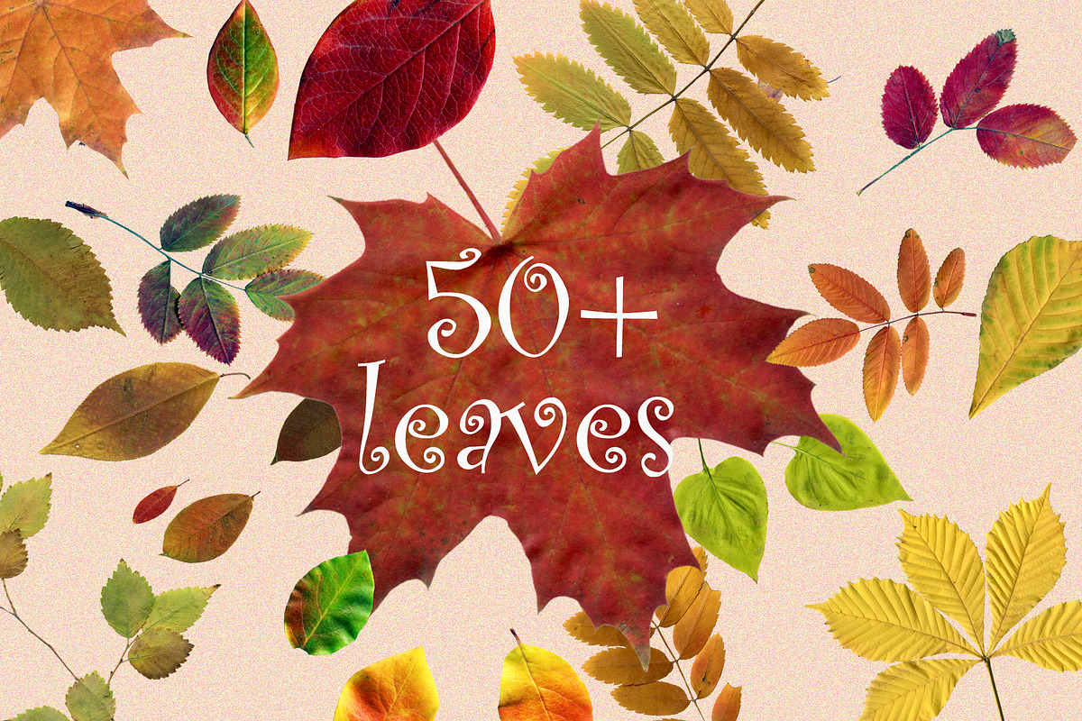 Dried Herbarium Thanksgiving leaves, an Animal Illustration by NataLyaroArt (Photo 7 of 13)