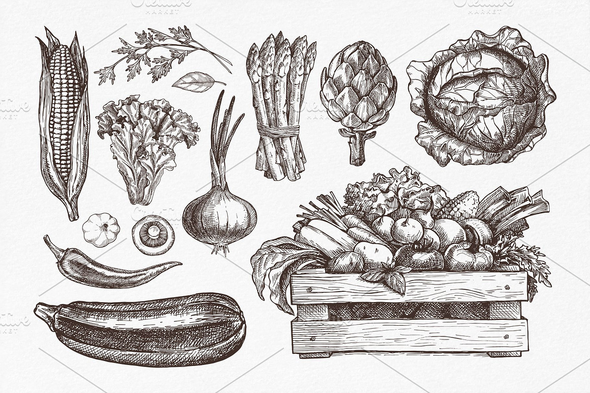 Vegetables. Hand drawn collection., a Food Illustration by natadanko (Photo 3 of 7)