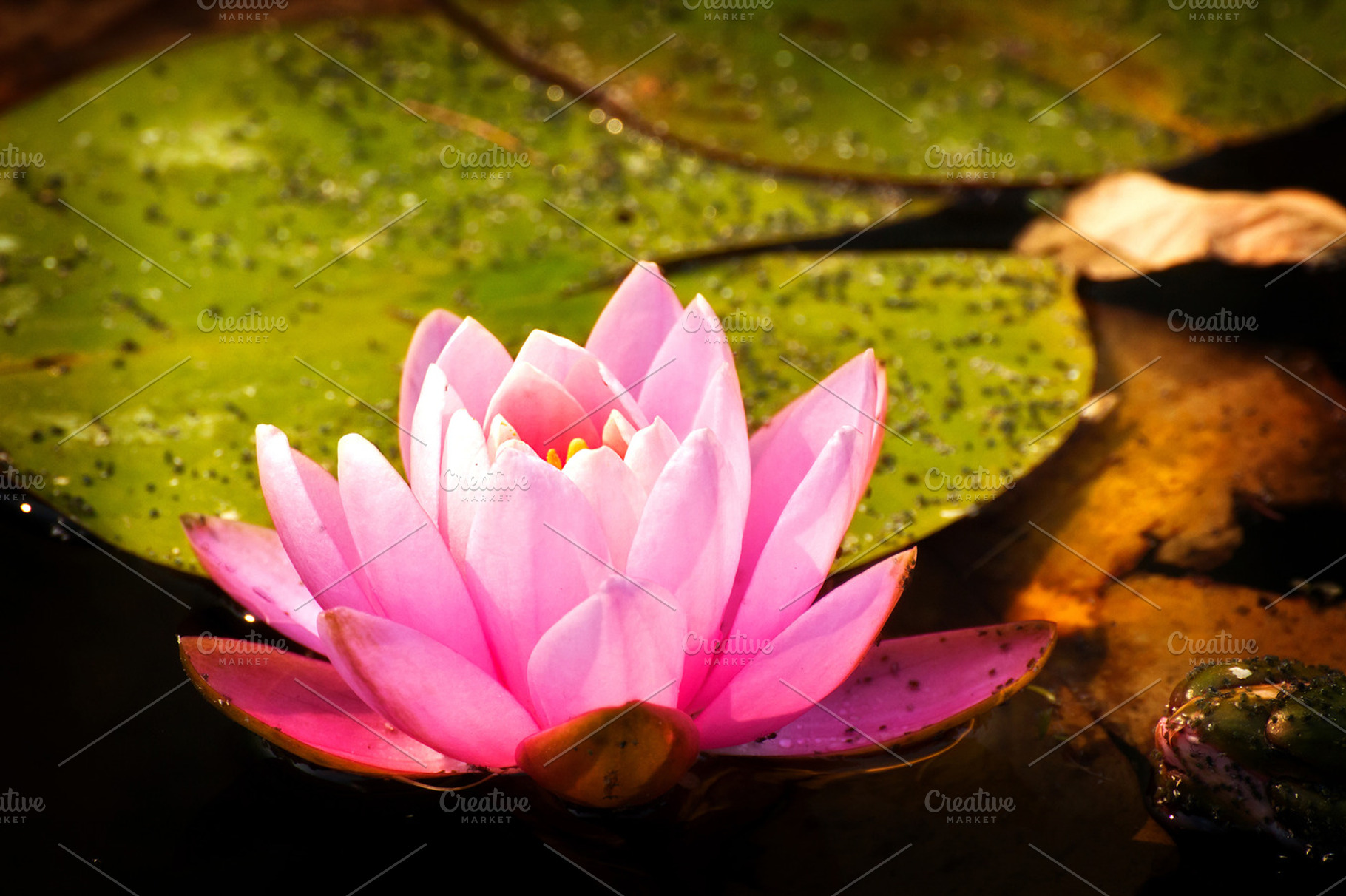 Pink Lotus Featuring Image Picture And Background