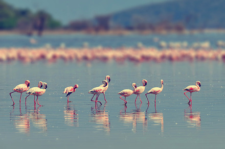 Flamingo stock photo containing flamingo and bird, an Animal Photo by Byrdyak