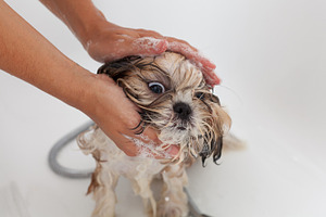 Vet with his dog shih tzu containing shih tzu, shi, and shih
