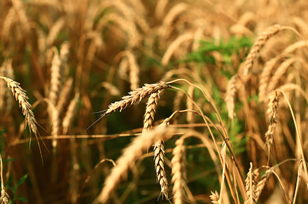 Wheat field. The concept of the global food crisis.