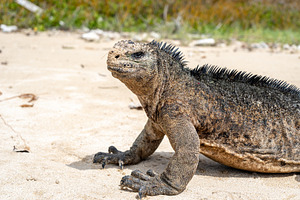 Marine iguana on the sandy shores of Isabela Island, Galapagos A, an Animal Photo by GoodGoods