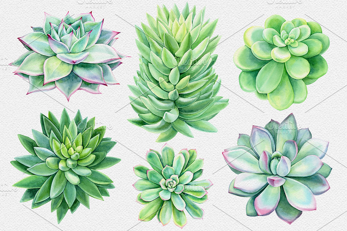 Watercolor Green plants, a Decorative Illustration by Hanna Hryharenka (Photo 3 of 11)