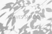 Leaves Shadow on Wall Background., a Background Graphic by kaisorn (Thumbnail 8 of 8)