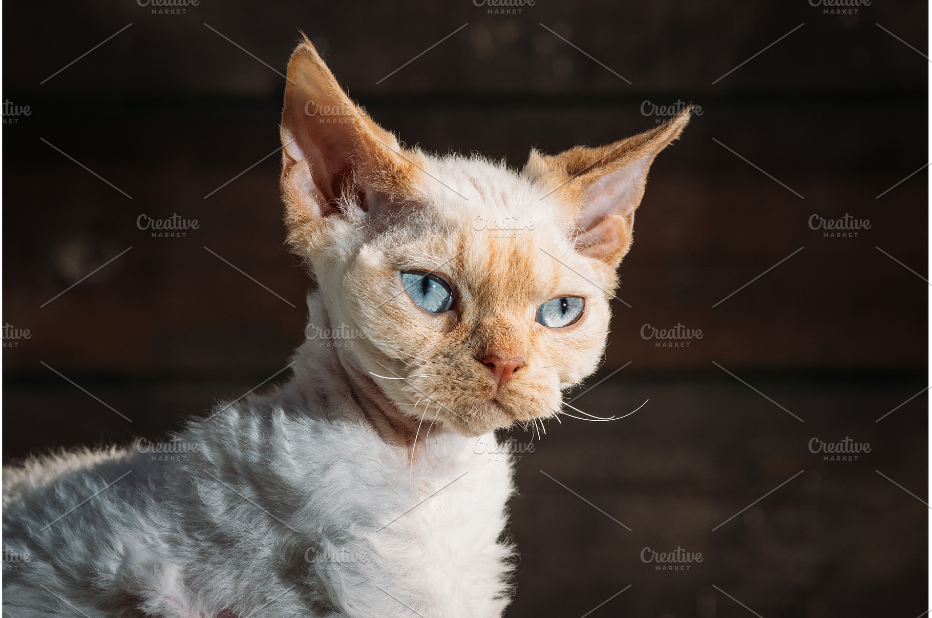 Devon Rex Cat with Blue Eyes, an Animal Photo by Our Amazing World