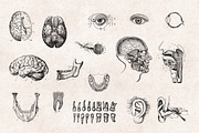 Anatomy Engravings Set, an Object Graphic by Graphic Goods (Thumbnail 5 of 7)