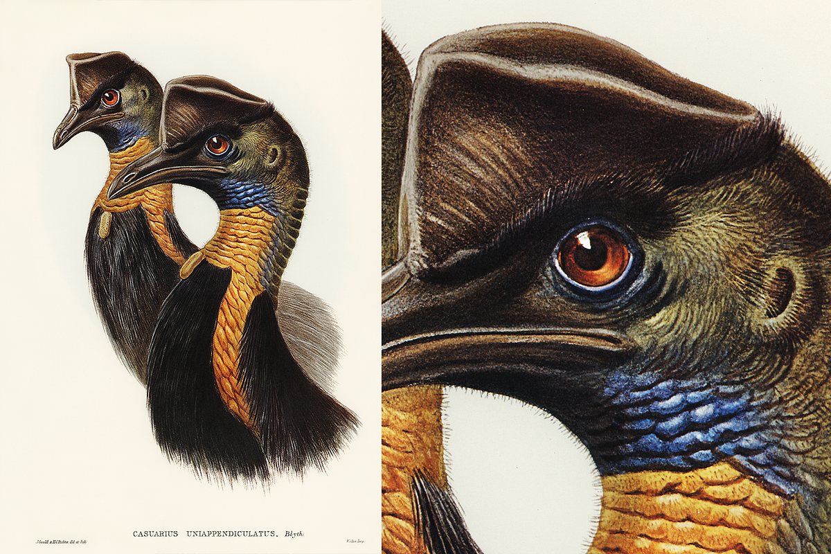 300+ The Birds of Australia, an Animal Illustration by Digital Museum (Photo 3 of 15)