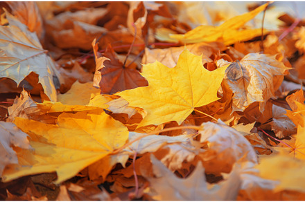 Autumn leaves in the park. Selective, a Nature Photo by yanadjana