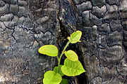Flowers on the ashes, a Nature Photo by rezkrr (Thumbnail 4 of 4)