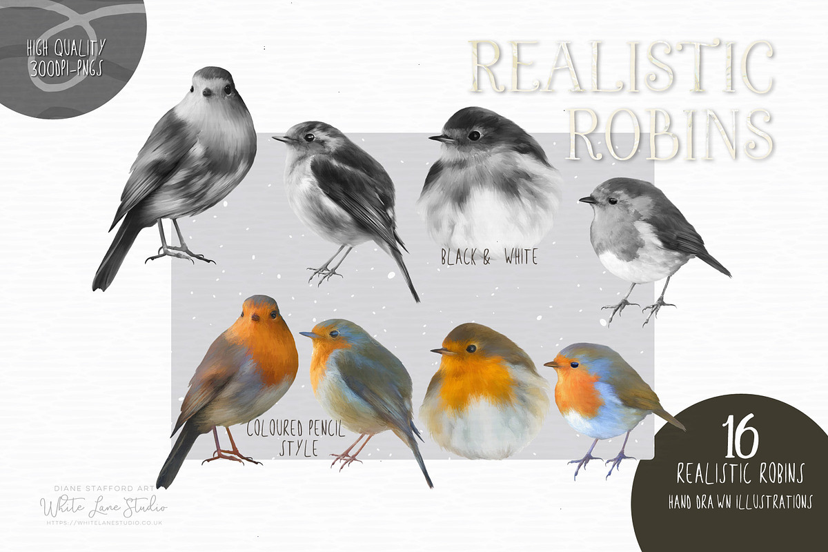 Realistic Robins Illustrations Set, an Illustration by White Lane Studio (Photo 3 of 8)