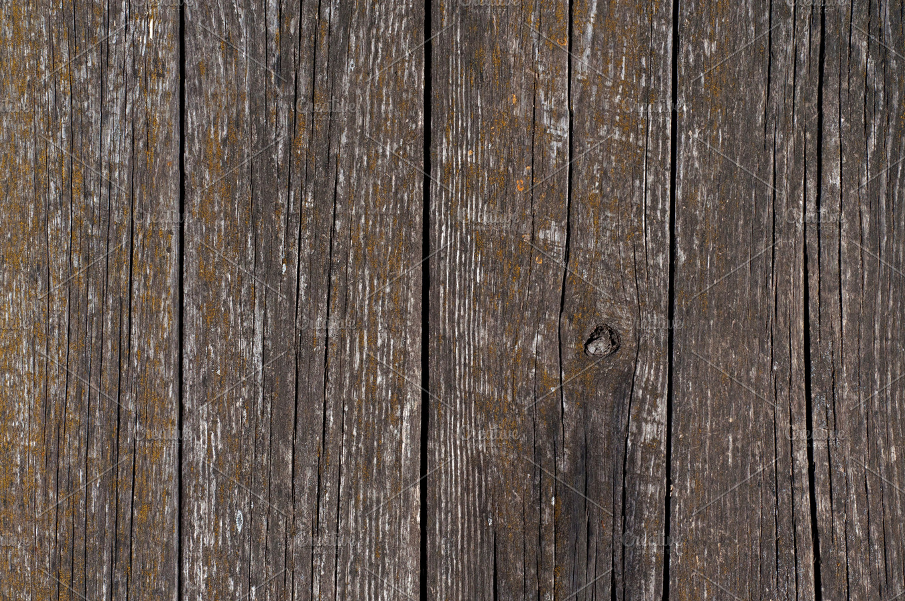 Fungus on wooden planks featuring old, wood, and fungus