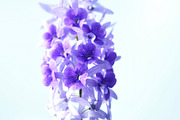 Petrea Volubilis Fine Art Print, a Nature Photo by VietArtworks (Thumbnail 6 of 6)