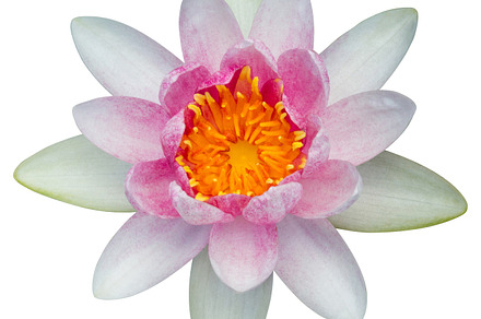 Lotus flower isolated, a Photo by Smith Chetanachan