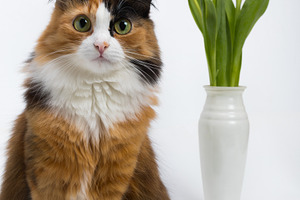 Multicolored young cat a vase of fl stock photo containing beautiful and pet