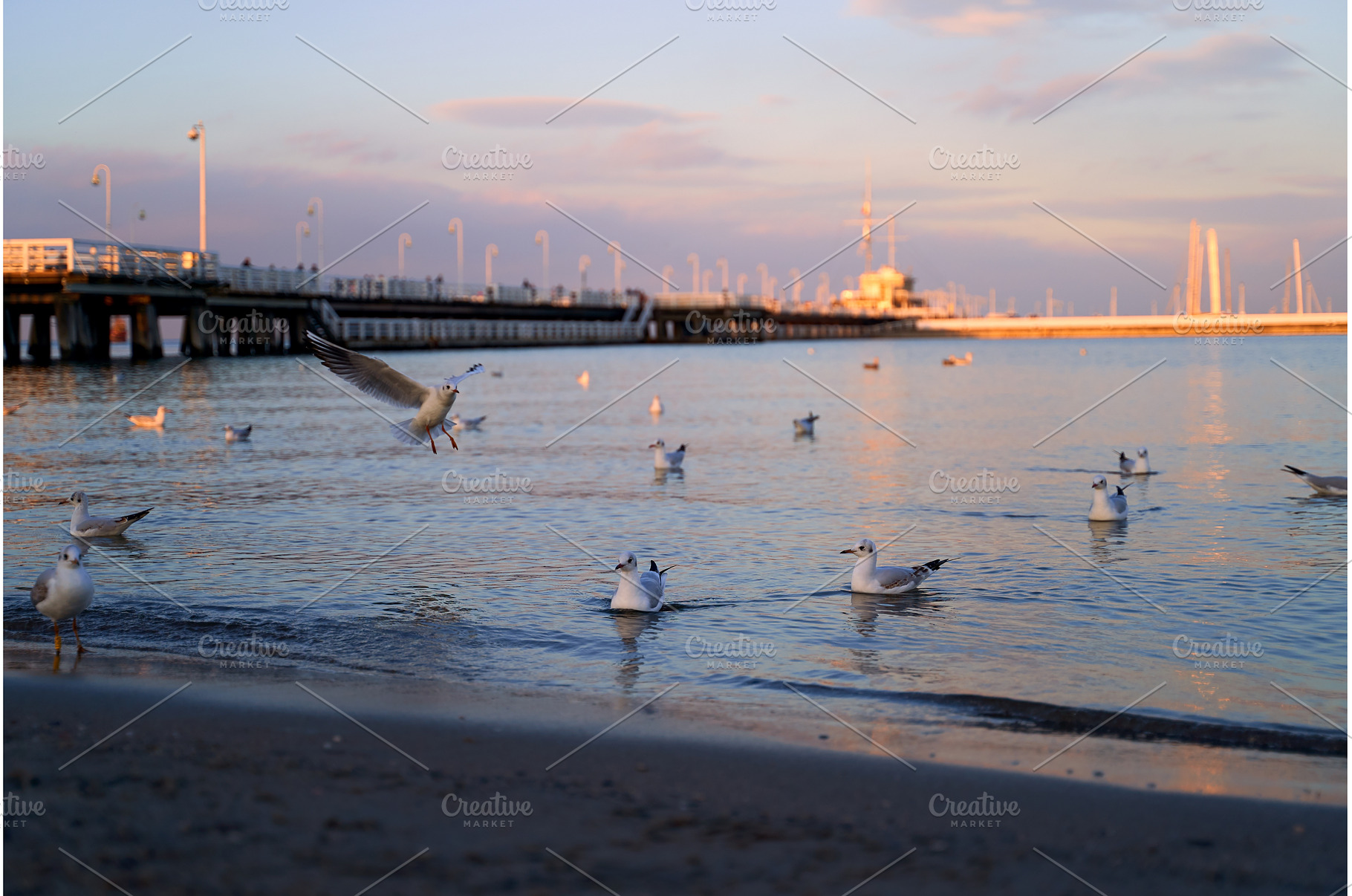 Seagulls on Sopot Pier background at, a Nature Photo by Oleksandr Berezko