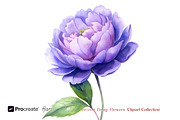 Watercolor Peony Flowers Clipart, an Object Illustration by crafty (Thumbnail 4 of 10)