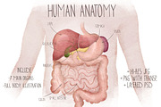 Human Anatomy Watercolor Organs, an Education Illustration by Innerlanel (Thumbnail 1 of 3)