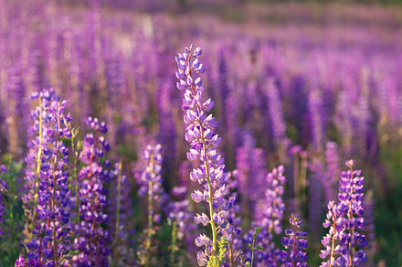 Field of blooming purple lupine background