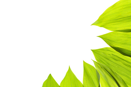 Green fresh leaf isolated background stock photo containing background and preview 6