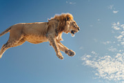 116 Flying animals, an Animal Photo by Handmadefont (Thumbnail 74 of 119)