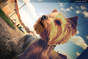 Summer Shift Action, an Action Add-On by beto (Thumbnail 3 of 5)