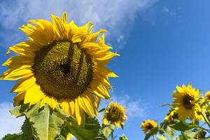 Sunflowers And Blue Sky