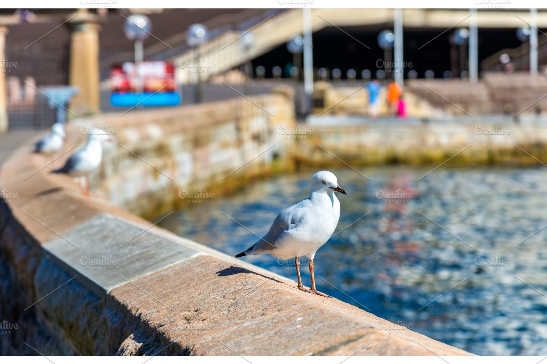 Sea Gull at the seaside of Sydney, Australia, an Animal Photo by Leonid Andronov