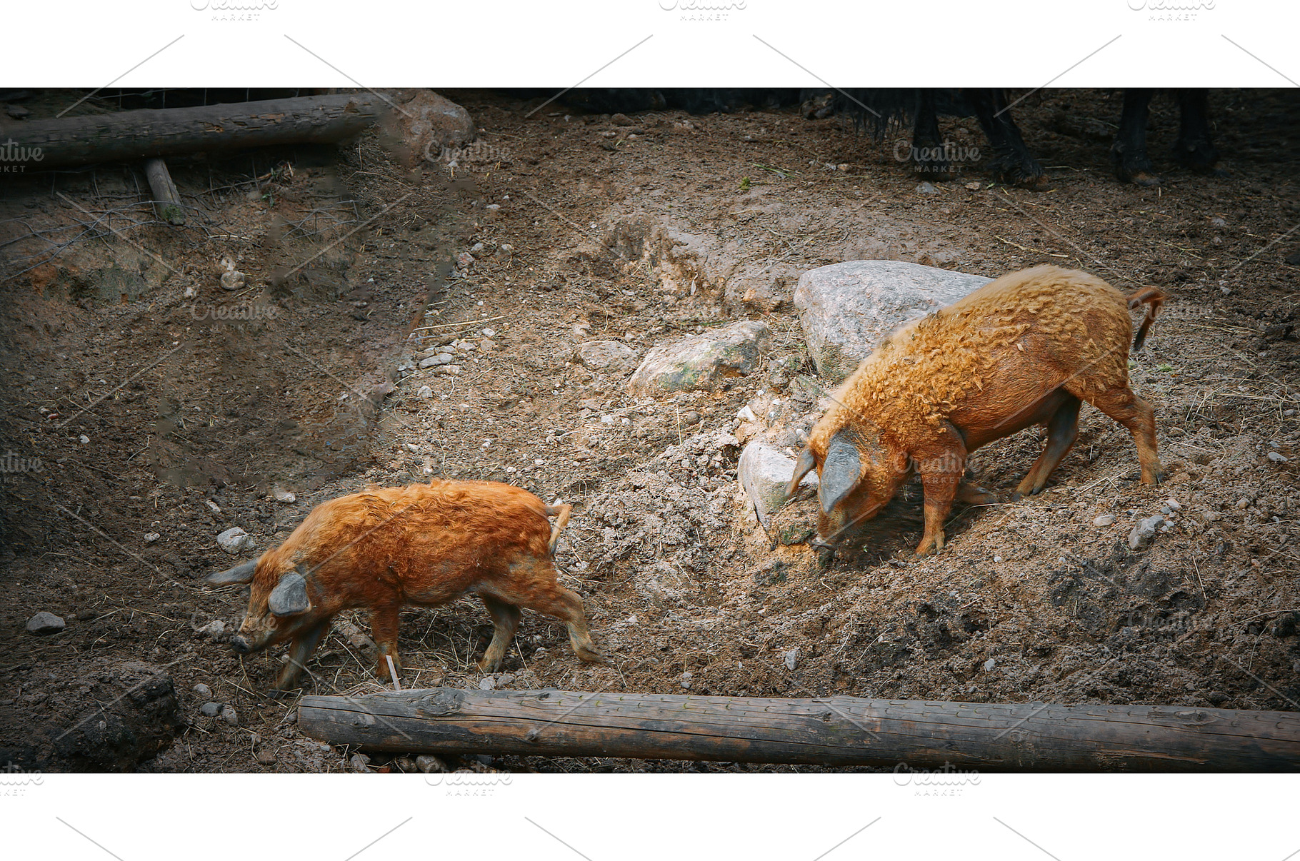Two Mangalica pigs foraging in, an Animal Photo by Our Amazing World