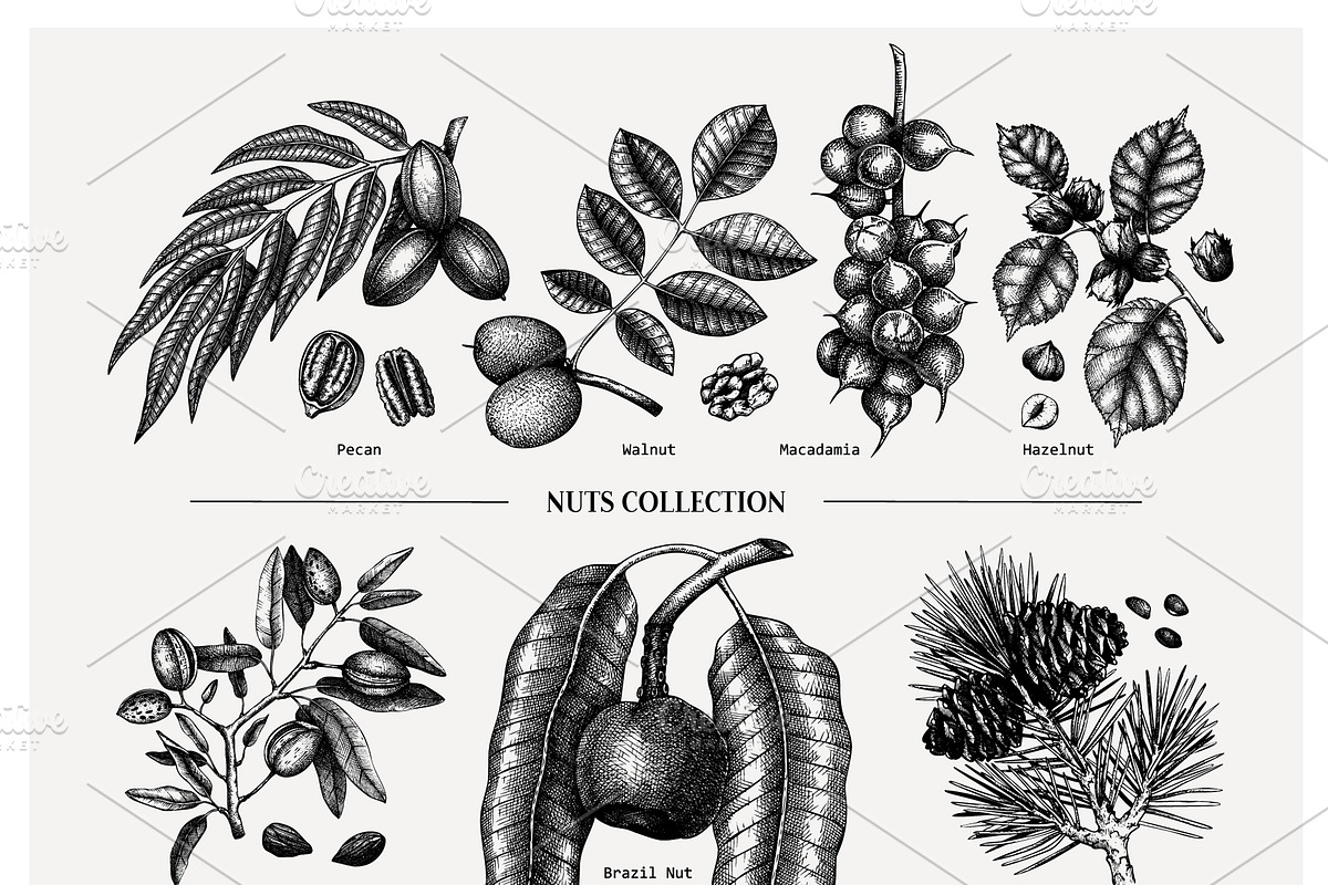 Nuts Hand-Drawn Vector Illustrations, a Food Illustration by Yevheniia (Photo 4 of 15)