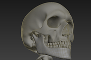 Human skeleton rigged, a Characters & Person 3D Model by konstantin.ermolaev (Thumbnail 23 of 27)