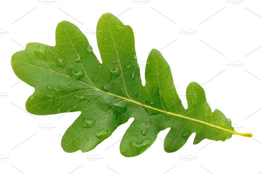 Oak Leaf With Water Drops