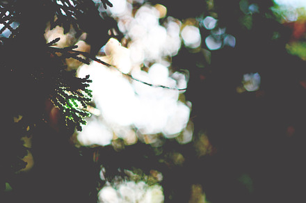 Morning light containing nature, photography, and outdoors preview 6