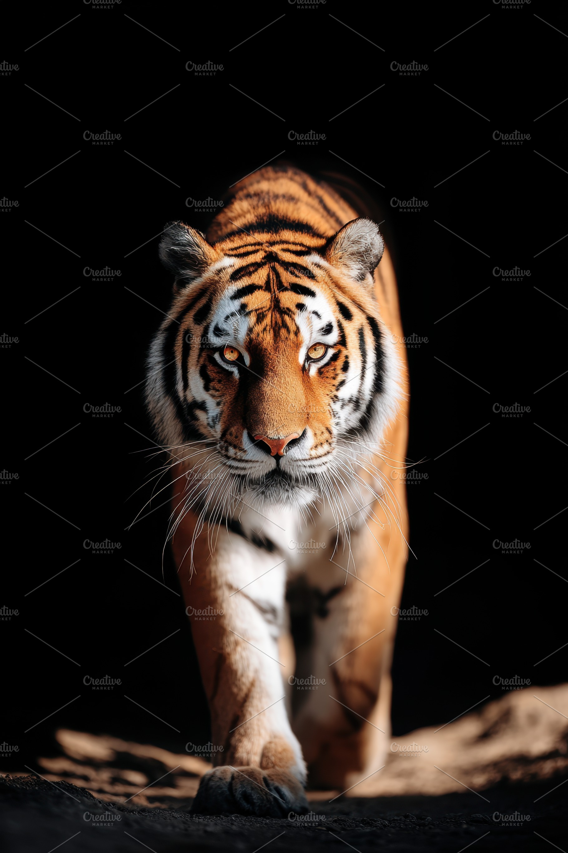 Majestic tiger walking in the wild, an Animal Photo by AlyaAnd