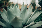 Agave plant containing agave, plant, and cactus, a Nature Photo by Chelsea Victoria (Thumbnail 2 of 2)