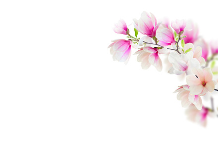 Blossoming pink magnolia Flowers, a Nature Photo by Neirfy