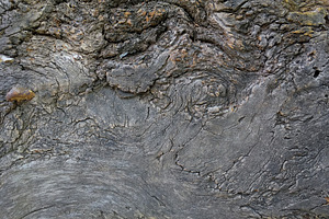 The texture of the old tree featuring tree, old, and texture